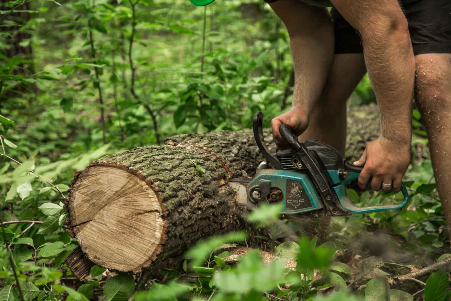 Tree Health Inspection in Overland, MO